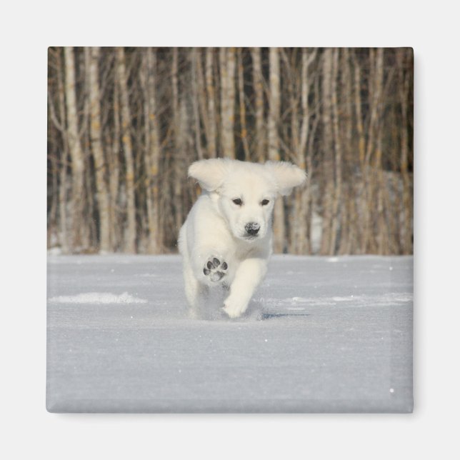 Aimant White Golden Retriever Puppy in Snow (Devant)