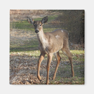 Aimant White Tailed
