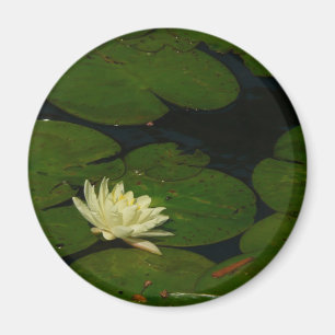 Aimant White Waterlily I Peaceful