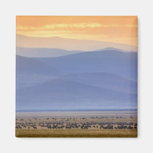 Aimant Wildebeest pendant la migration, Connochetes