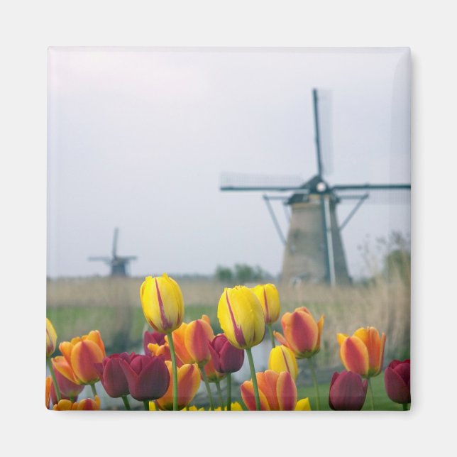 Aimant Windmills et tulipes le long du canal à (Devant)