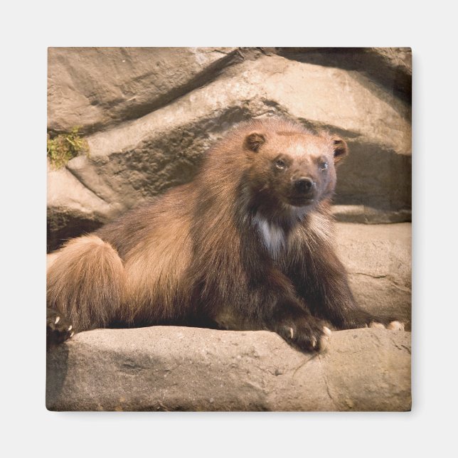 Aimant Wolverine (Devant)