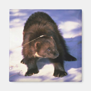 Aimant Wolverine sur la neige