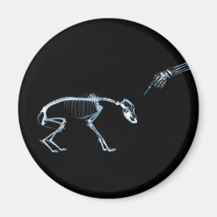Aimant X-Ray Skeletons Blue Bad Chien