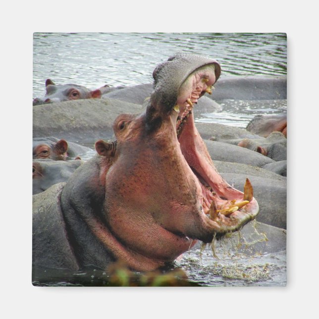 Aimant yawn hippo (Devant)