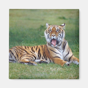 Aimant Yawning Tiger