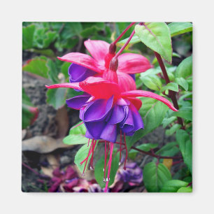 Aimant 'Yeux bleus fuchsia