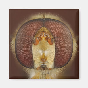 Aimant Yeux principaux et composés d'une mouche de vol