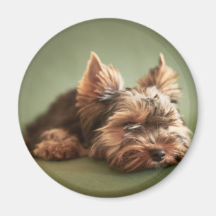 Aimant Yorkshire Terrier