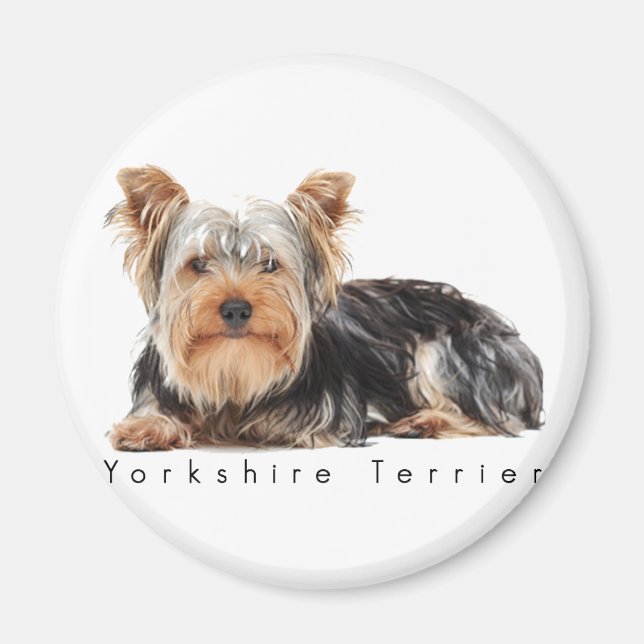 Aimant Yorkshire terrier (Devant)