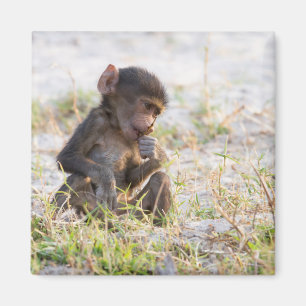 Aimant Young Baboon
