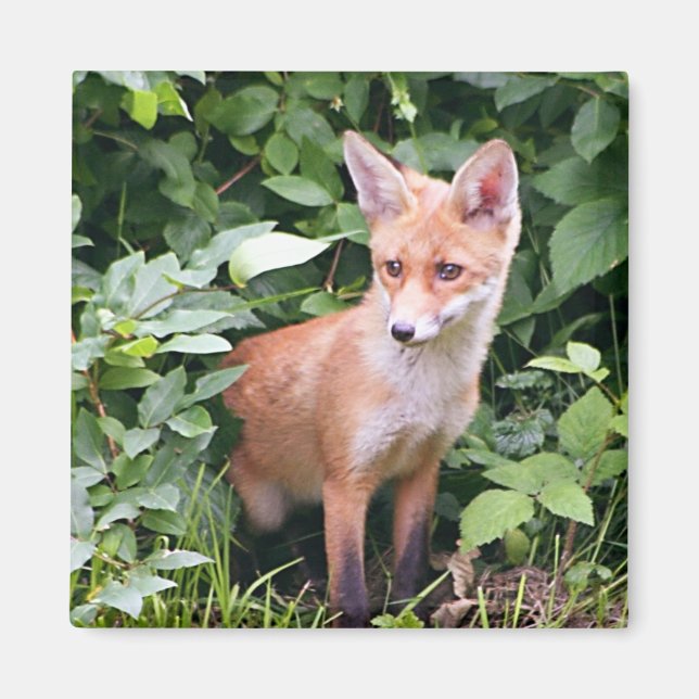 Aimant Young Fox 1 (Devant)