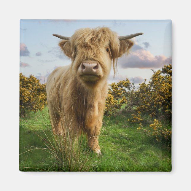 Aimant Young Highland Cow (Devant)