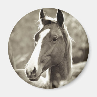 Aimant Young Stallion
