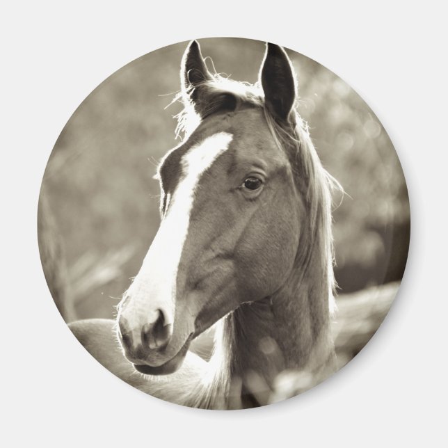 Aimant Young Stallion (Devant)