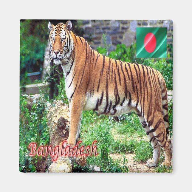 Aimant zBD006 Le Tigre Royal du Bengale, Bangladesh, Asie (Devant)