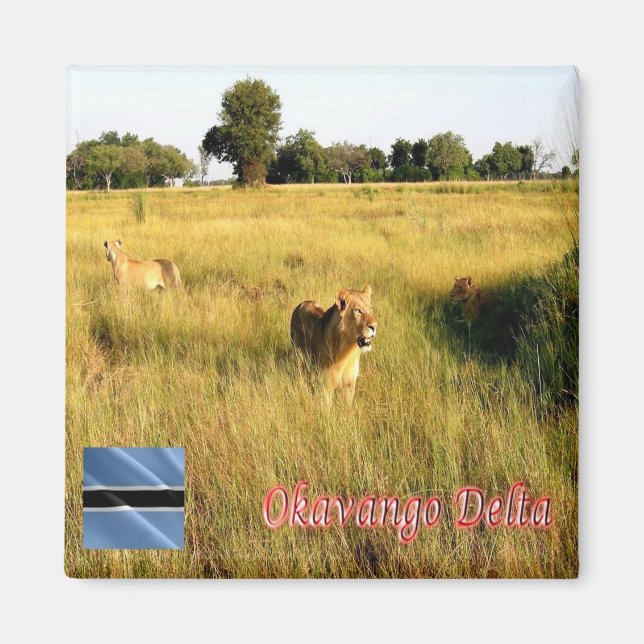Aimant zBW008 Delta OKAVANGO, Lion, Afrique, Réfrigérateu (Devant)