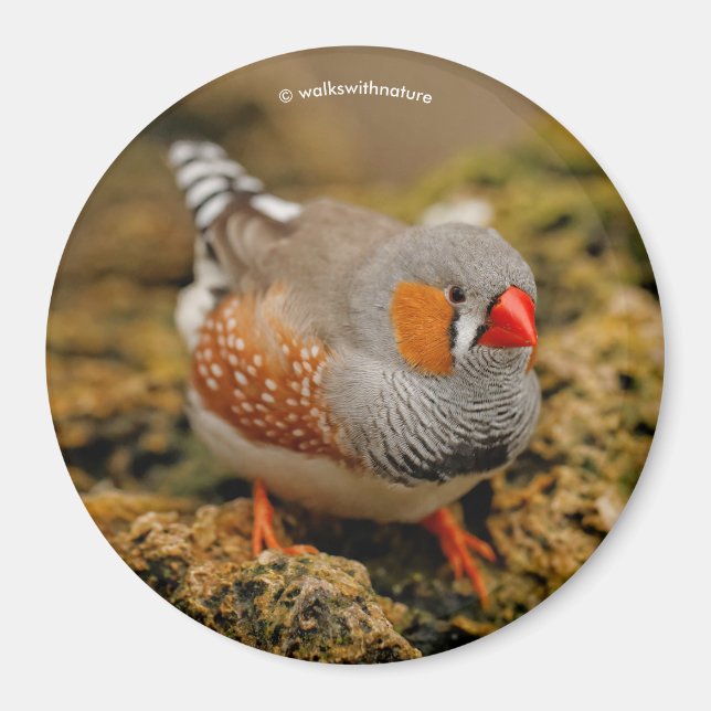 Aimant Zebra Finch sur les rochers (Devant)