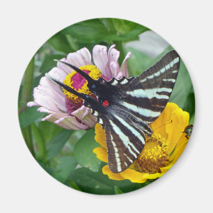 Aimant Zebra Swallowtail+Japonais Beetle
