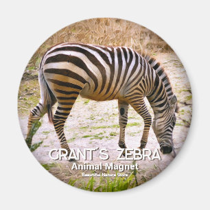 Aimant zèbre de Grant magnétique