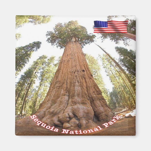 Aimant zUS127 SEQUOIA N.P. General Sherman, Frigo (Devant)
