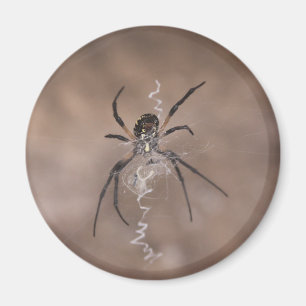 Aimants araignées