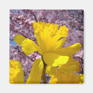 Aimants de printemps Jonquilles jaunes Fleurs d'ar
