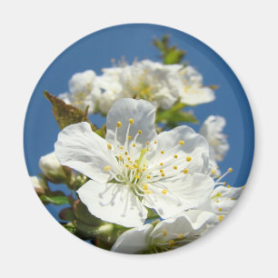Aimants Fleur de Cerisier Ciel Bleu personnalisé