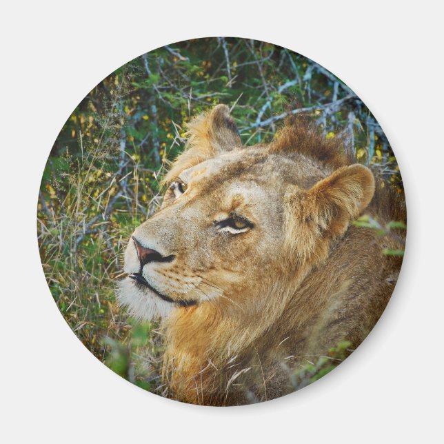 Aimants frigo pour lion mâle d'Afrique (Devant)
