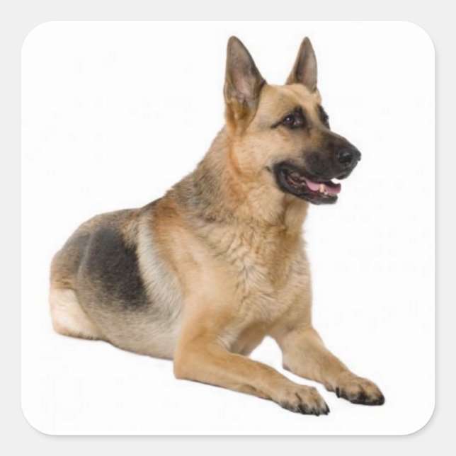 Aimer Allemand Berger Chien Chien Chien Stickers (Devant)