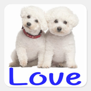 Aimer Bichon Blanc Frise Chien Chien Chien Sticker