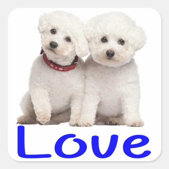 Aimer Bichon Blanc Frise Chien Chien Chien Sticker (Devant)