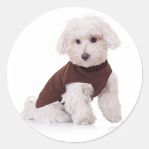 Aimer Blanc Maltais Chien Chien Chien Stickers Sce