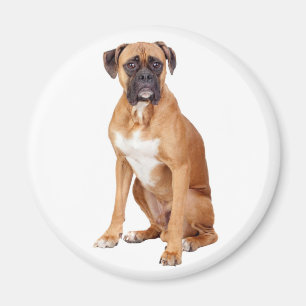 Aimer Boxer Chien Chien Chien Chien Chien Aimant