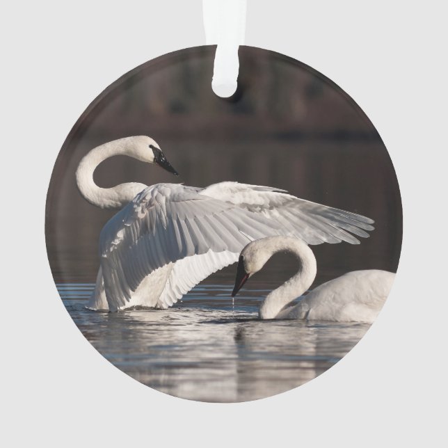 Aimer les cygnes (dos)