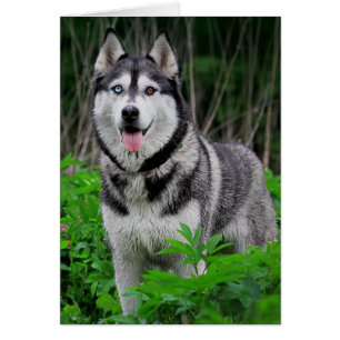 Aimer Siberian Husky Puppy Dog - Blank