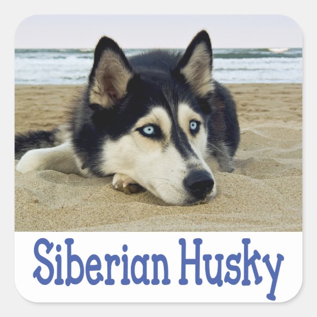 Aimer Sibérie Husky Chien Chien Chien Stickers de  (Devant)