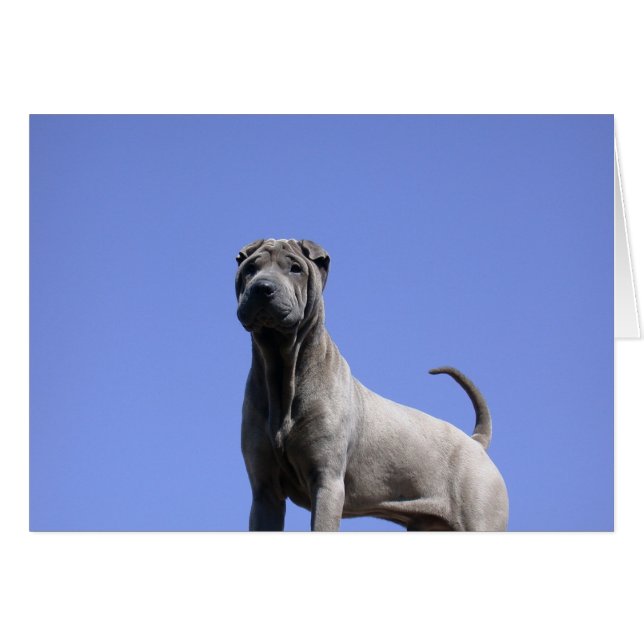 Aimez-Moi, Aimez Mon Chien... (Devant horizontal)