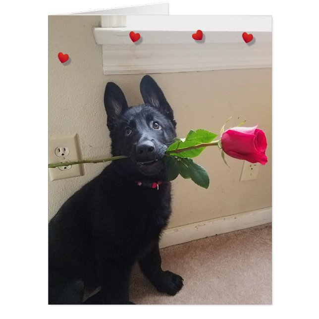 Ain't No Puppy Love with Red Rose Big Valentine (Devant)