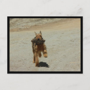 Airedale Dog Postkarte