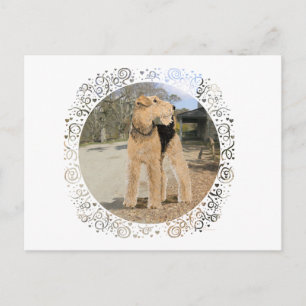 Airedale im Hofstall Postkarte