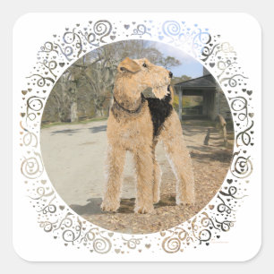 Airedale im Stallhof Quadratischer Aufkleber
