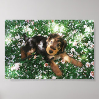 Airedale-Jungtier auf dem Blumenfeld Poster
