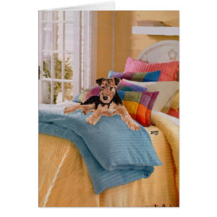 Airedale, Lakeland oder Welsh Terrier Pup