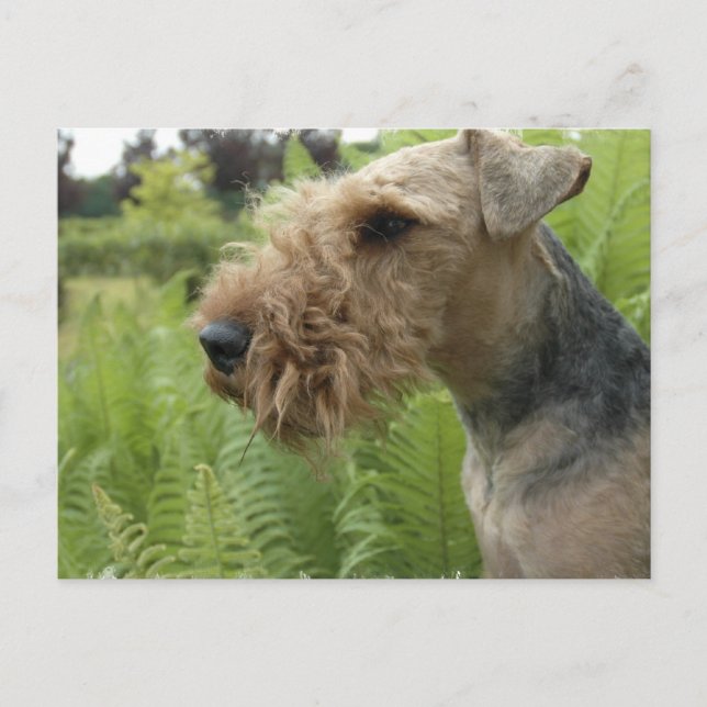 Airedale Postkarte (Vorderseite)