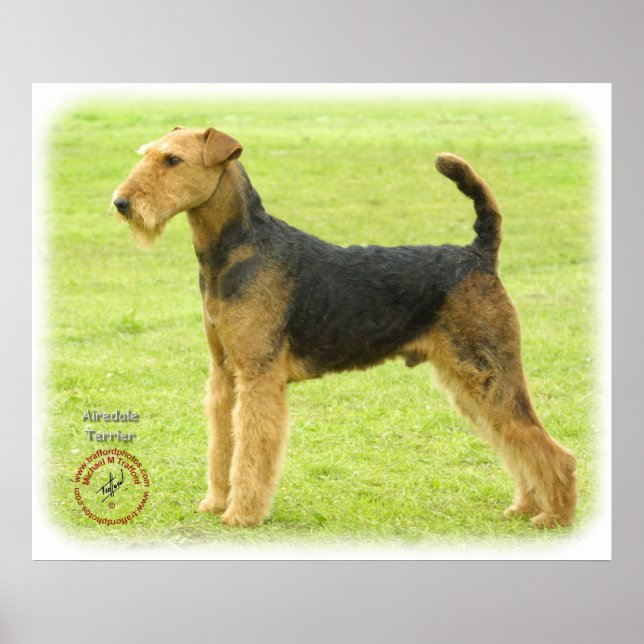 Airedale Terrier 8T092D-16 Poster (Vorne)