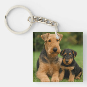 Airedale Terrier Avec Chiot
