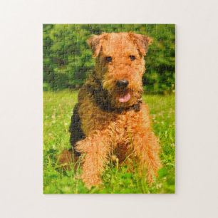 Airedale Terrier Hund.