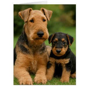 Airedale Terrier mit Welpe