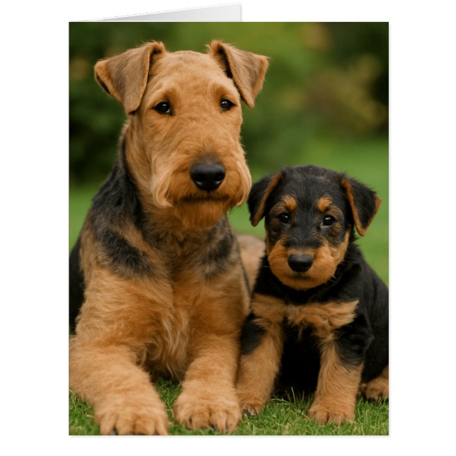 Airedale Terrier mit Welpe (Vorderseite)